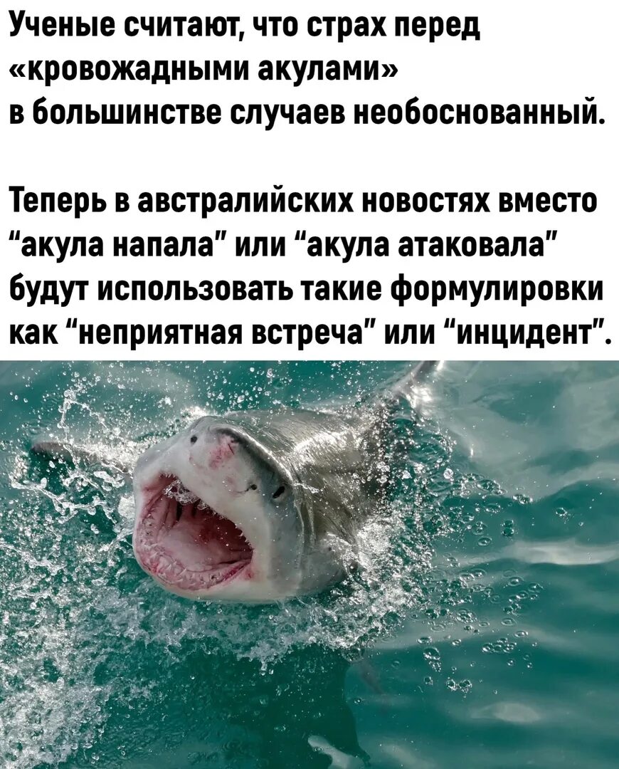 Как называется боязнь акул. Правда что акулы боятся пузырьков