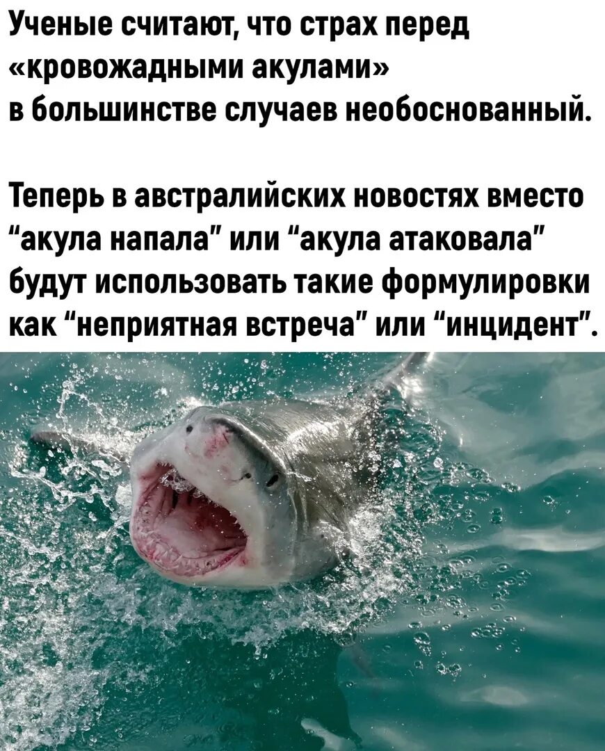Почему боятся акул. Чего боятся акулы. чего боятся акулы больше всего. я хотела быть акулой чтобы есть рыб цитаты. что ты хочешь акула.
