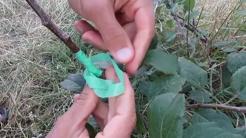 Прививка яблони черенками весной