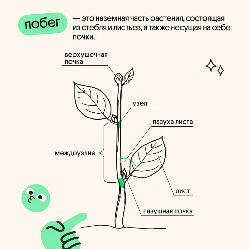 Побег стебель лист почки междоузлие узел. Строение побега листа и стебля. Побег растений состоит из стебля и почек. Побег растений состоит из стебля и почек. Строение вегетативных органов.