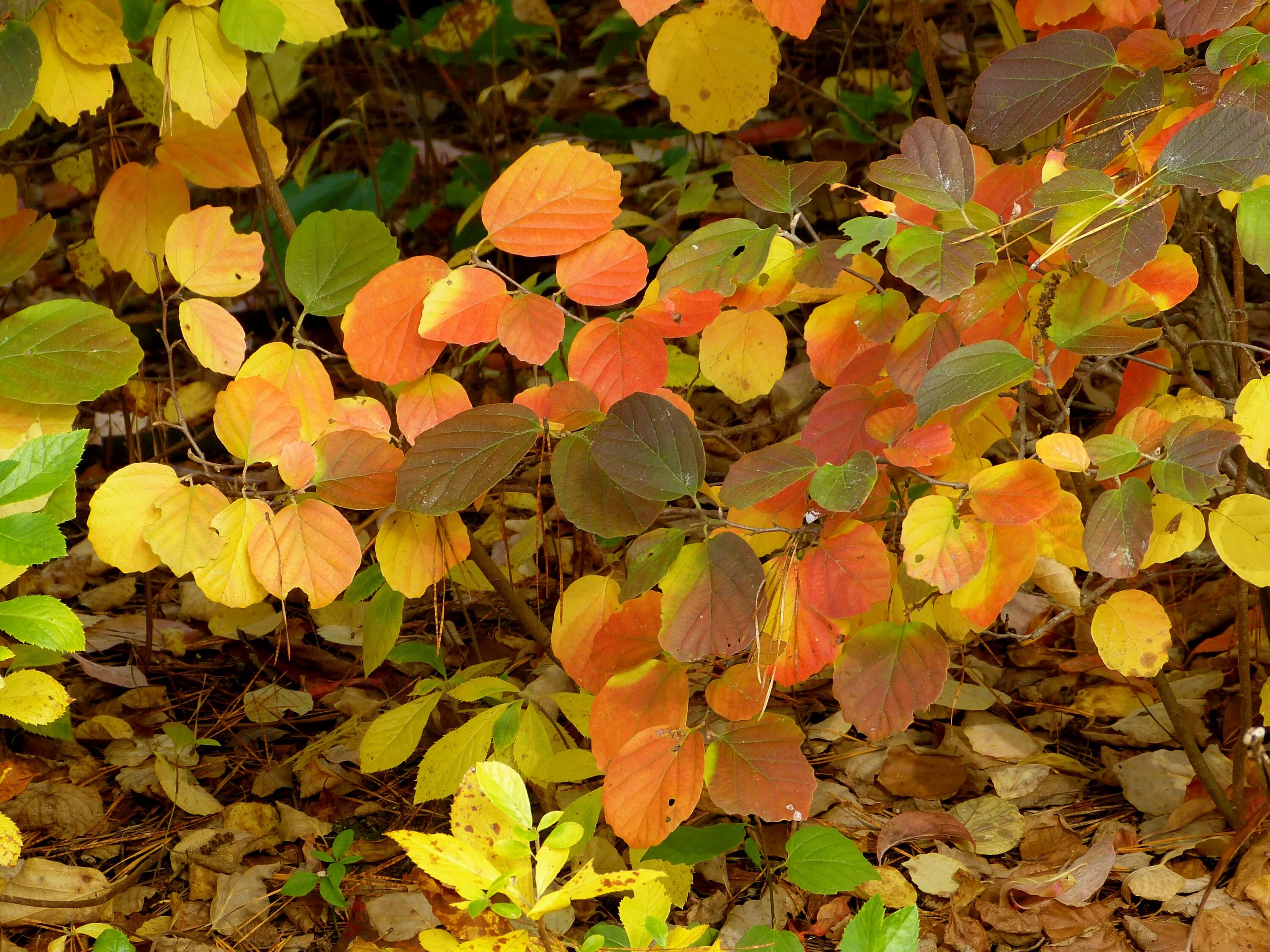 Куст барбариса осенью. Барбарис дерево. Фотергилла. Барбарис пожухли листья.