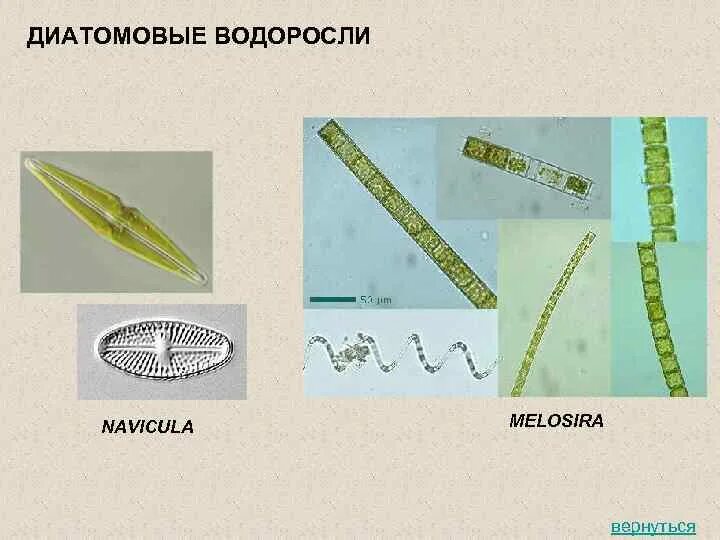 Диатомовые водоросли и их примеры Диатомовые водоросли виды найдено 85 картинок