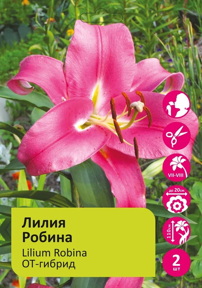 Купить лилия от-гибрид робина (lilium robina), 3 шт (разбор 16/18) по цене 890 р