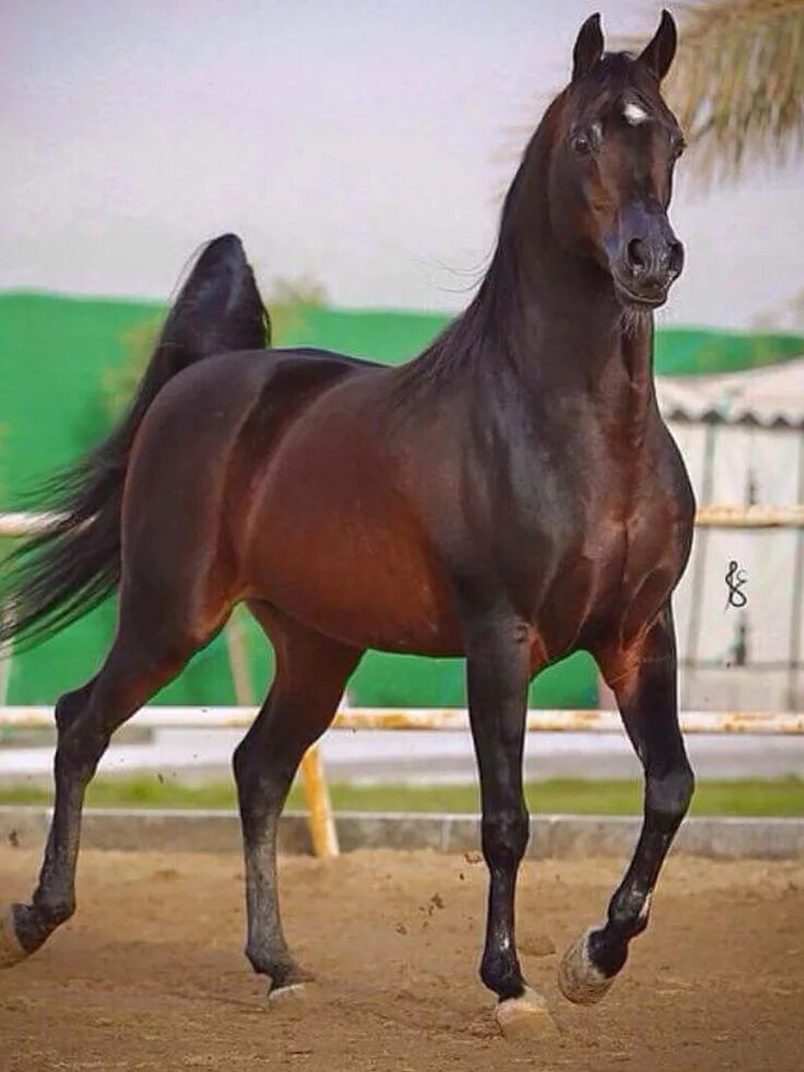 Купить чистокровную лошадь. Лошади породы арабская чистокровная. Кохейлан арабская лошадь. Арабская порода лошадей хадбан. Хадбан арабская лошадь.