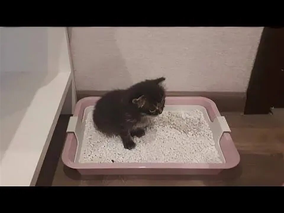 Как котенка приучить к лотку 2 месяца. Лоток для котенка 1 месяц. котята мальчики приученные к лотку. британская кошка приучение к лотку. приучать котенка к лотку в 1 месяц.