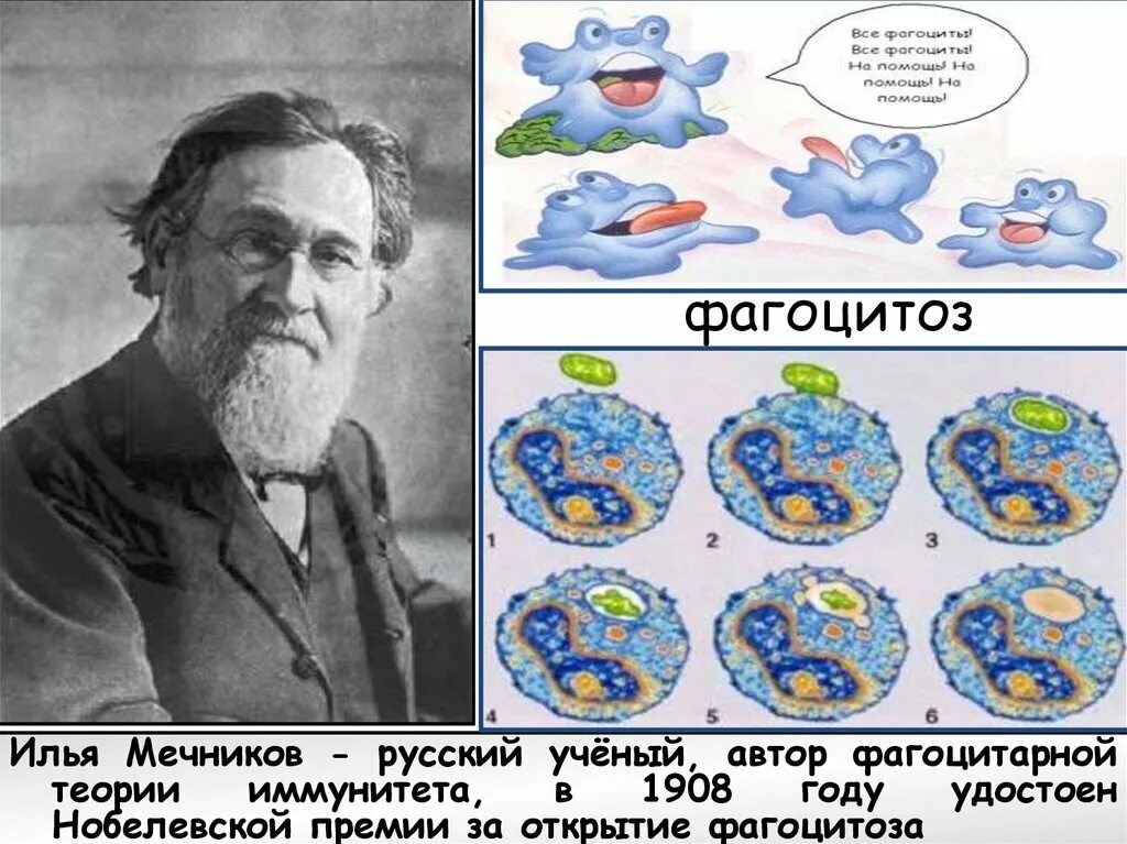 Теория иммунитета ученый. Мечников теория фагоцитоза. Мечников фагоцитоз опыт. Мечников фагоцитарная теория иммунитета.