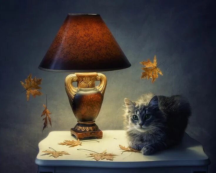 Pin su фотографии заката Amanti dei gatti, Gatti, Felino