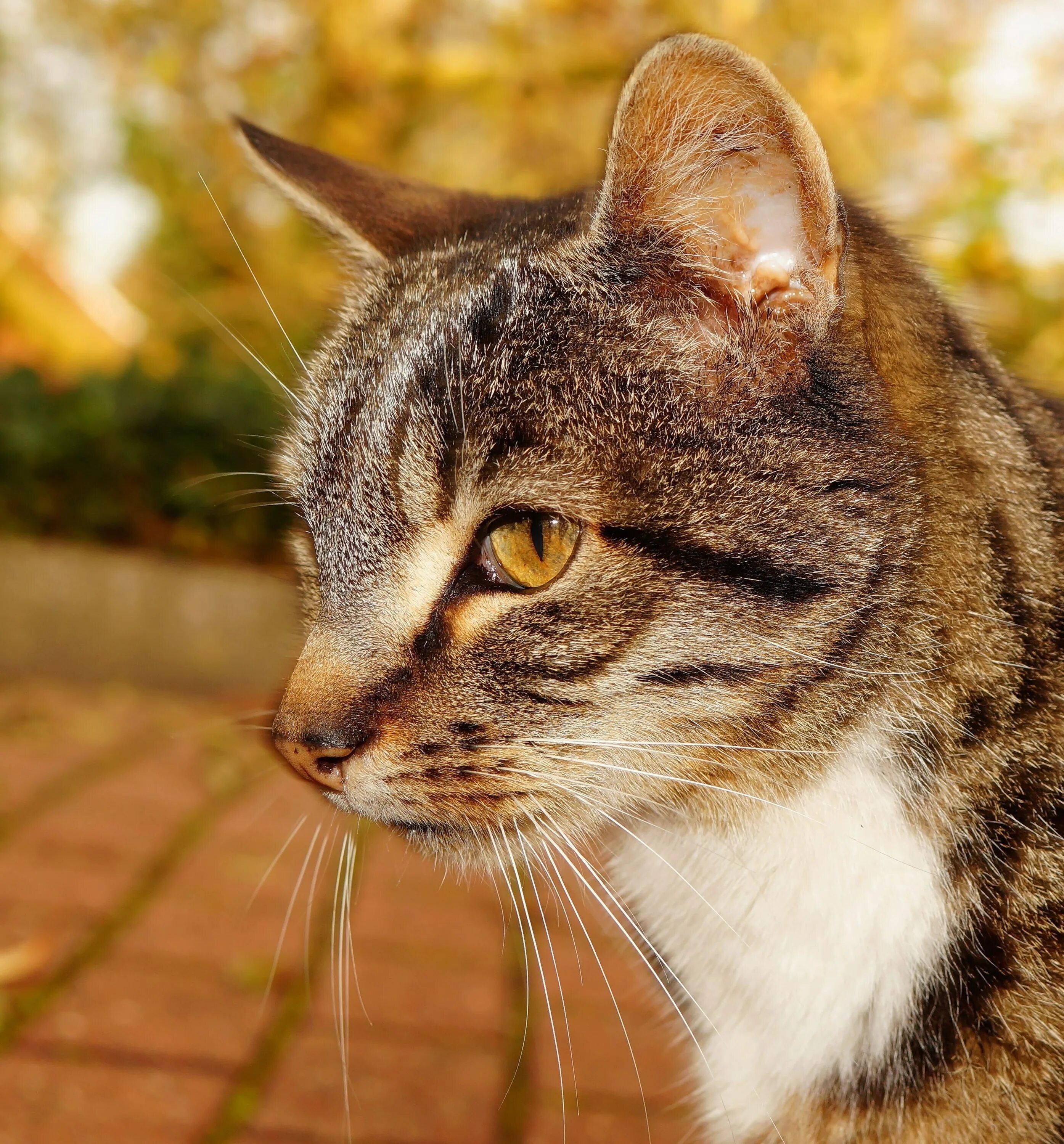 Лицо котенка. Европейская короткошерстная кошка. кошачья голова. морда кота. кошачье лицо.