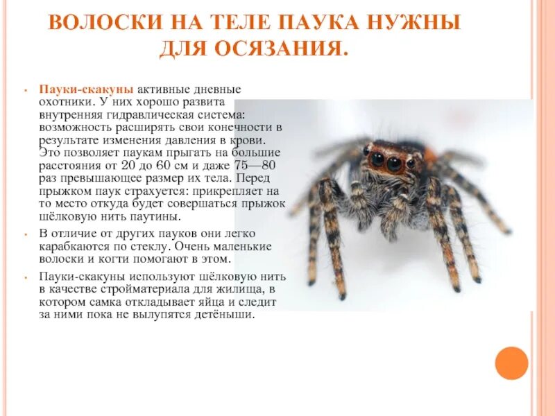 Чувствительные волоски паукообразных. Волоски у пауков. Форма тела паука. Конечности пауков называются.