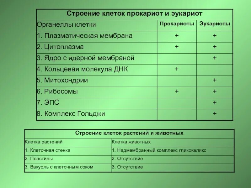 Функции органоидов прокариотических клеток. Таблица органоиды прокариотической клетки. Особенности строения органеллы прокариотической клетки. Прокариотическая клетка строение таблица.