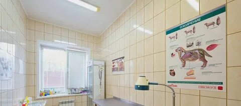 Вивалавита ветклиника гатчина отзывы