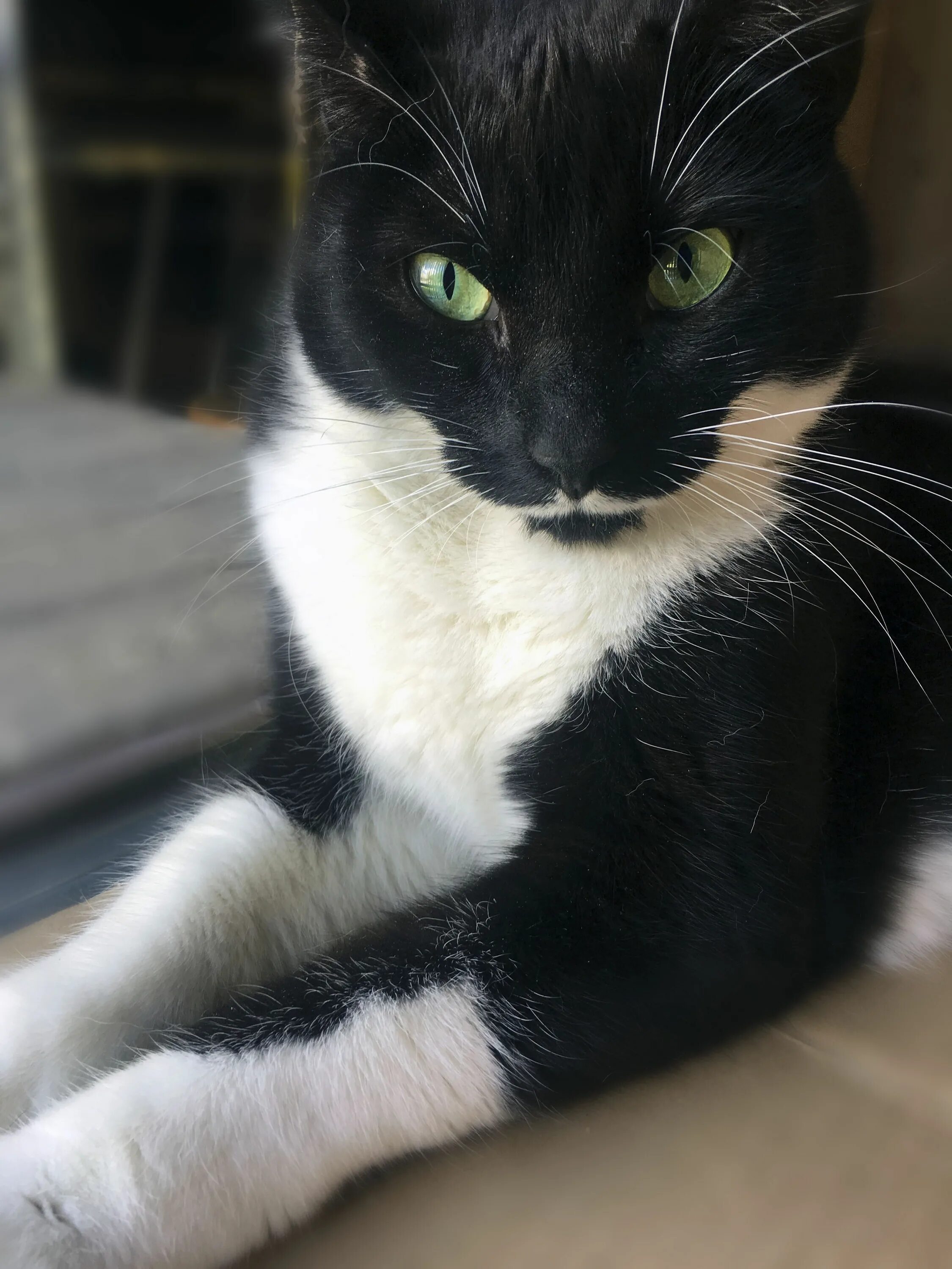 Tuxedo cat. Такседо кошка. tuxedo порода кошек. кошка тукседо. чёрный кот с белой грудкой.