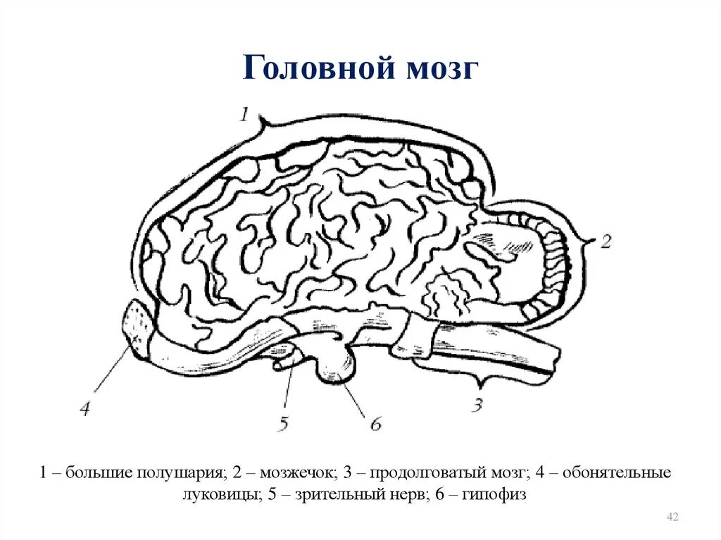 Укажите какой цифрой обозначена часть мозга млекопитающего. Головной мозг собаки строение функции. Отделы головного мозга собаки. Схема строения головного мозга животных. Головной мозг собаки схема.