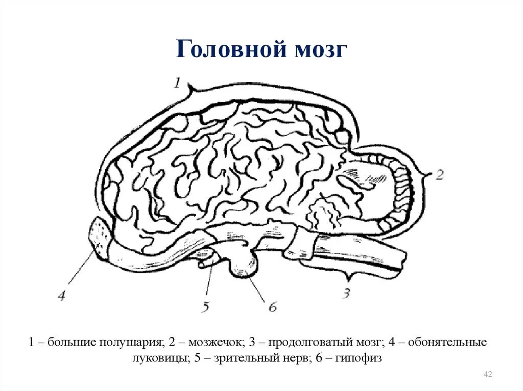 Строение головного мозга животного соответствует следующему описанию. Строение головного мозга собаки. схема строения головного мозга собаки. головной мозг собаки строение функции. головной мозг собаки схема.