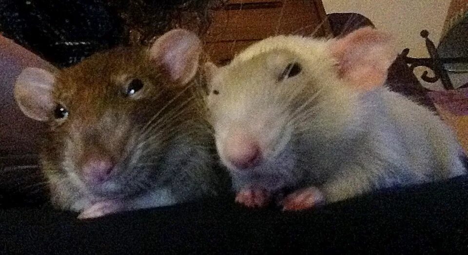 мышь пират. военная крыса. я крыска. крысы в кепках. 2 крысы.