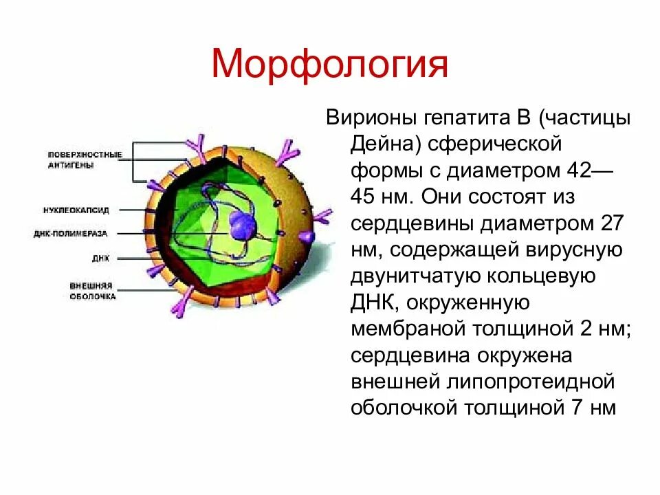 Структура вириона вируса гепатита в. Вирус гепатита с строение вириона. Вирус гепатита б строение вируса. Гепатит б строение вириона.