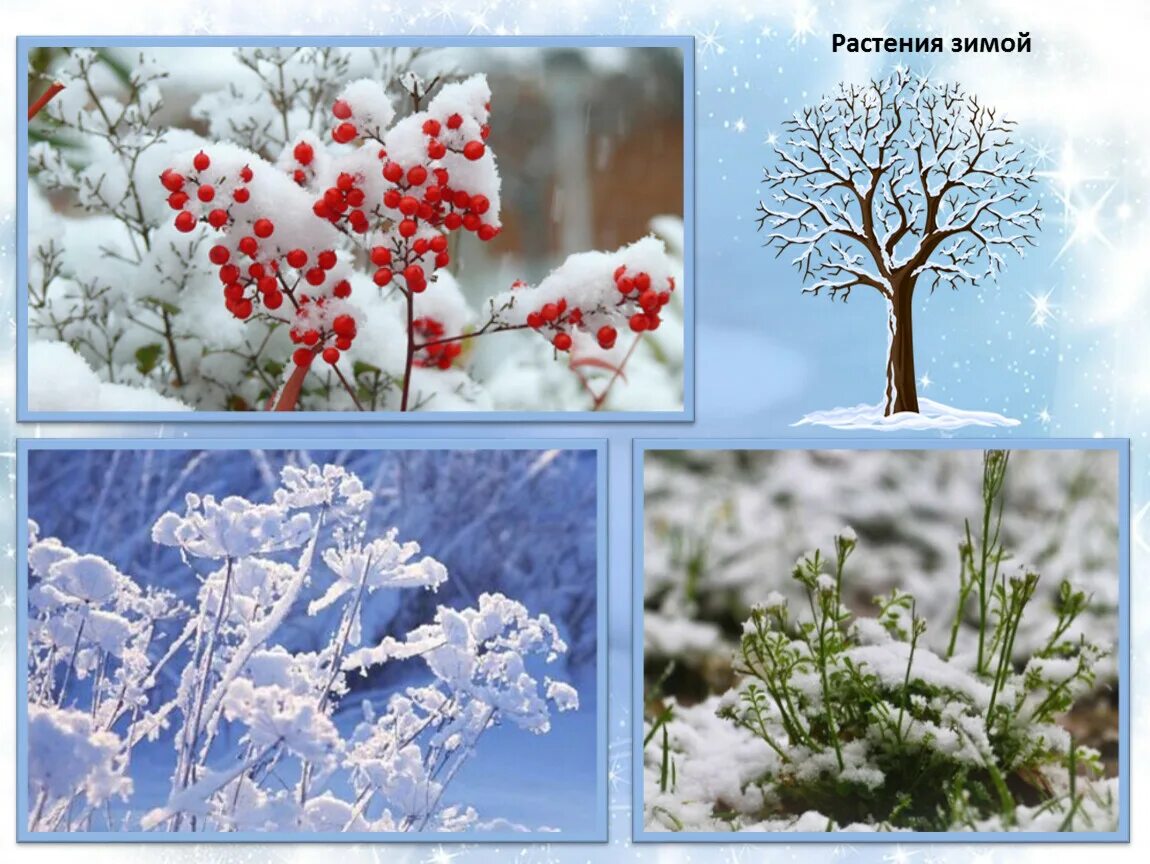 Растения зимой. Растения зимой для дошкольников. Зима в мире растений. Зима изменения в природе. Изменения природы в декабре