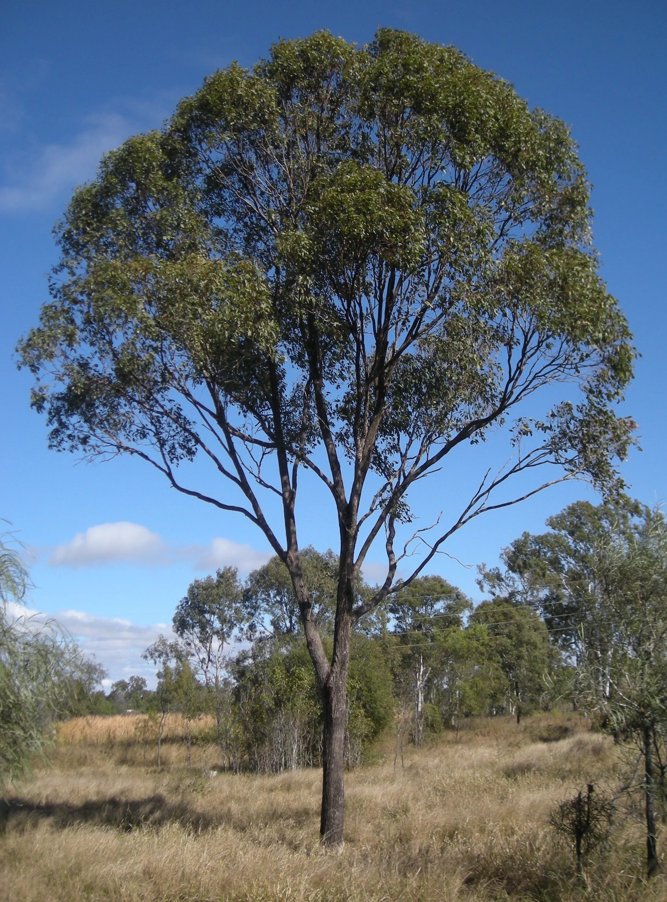Eucalyptus tree