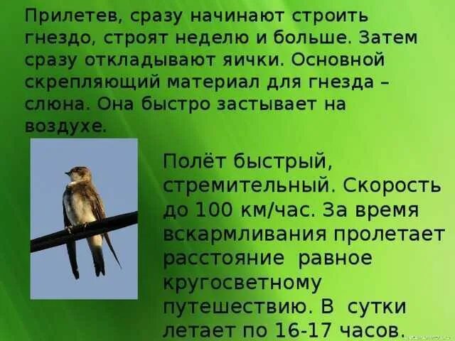 Сообщение о стрижах. Что думали про стрижей мальчишки. Что думали про стрижей мальчишки. Маленькое сообщение о стрижах. Стриж для детей.