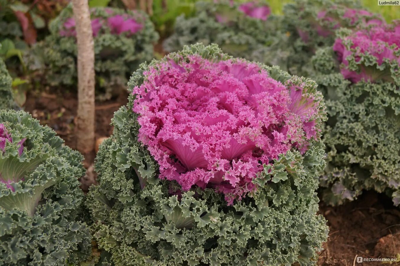 Капуста декоративная выращивание из семян когда. Декоративная капуста Brassica oleracea. Капуста декоративная Барыня Кружевница. Капуста декоративная Нагойя ред.