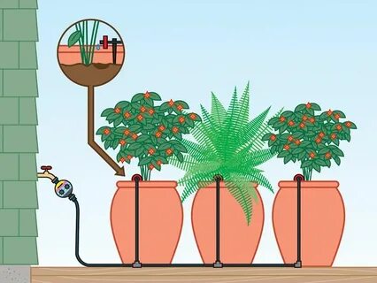 Plant w