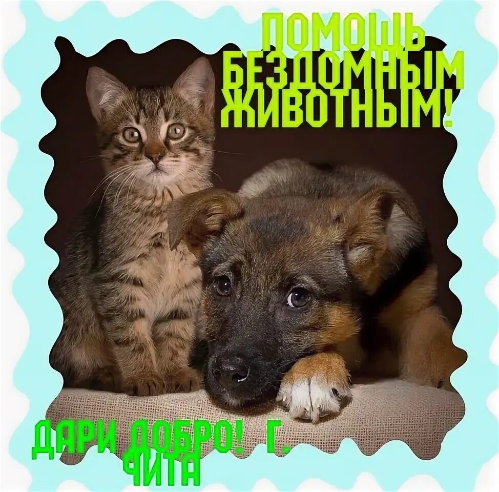 Дари добро помощь бездомным животным г унеча. Дари добро помощь бездомным животным г унеча