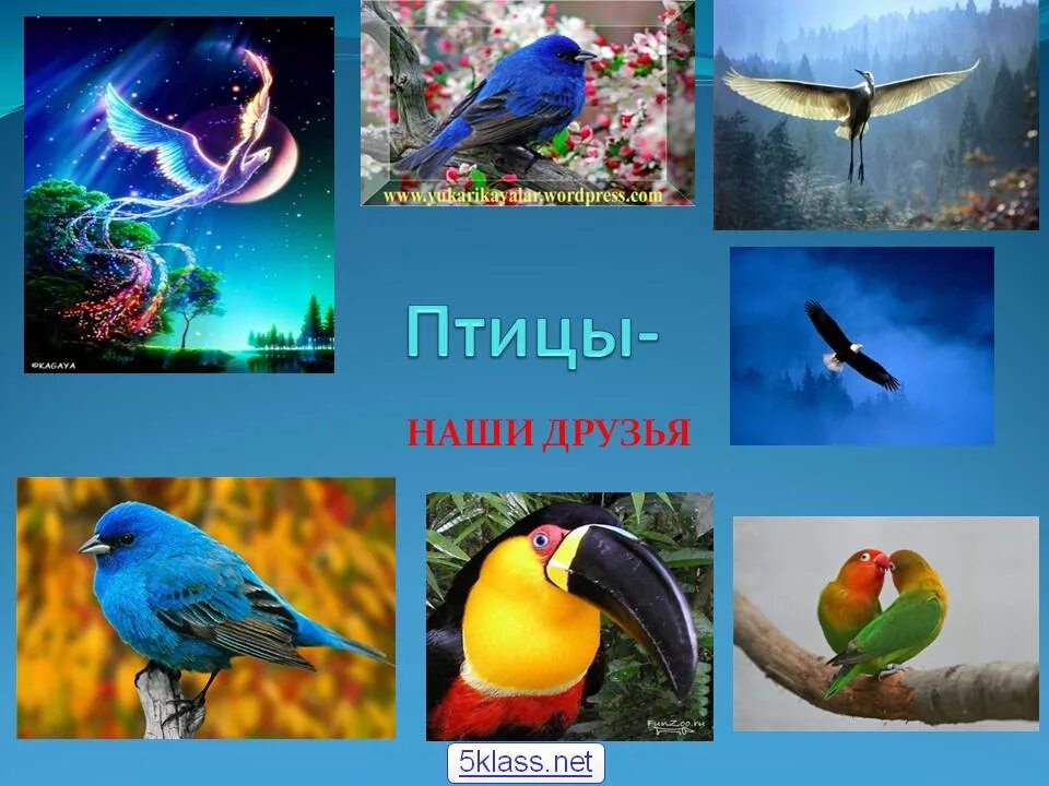 Почему птицы наши друзья. Птицы наши друзья. Пчитчы нашы друзя. Кл.час птицы наши друзья. Птицы наши друзья презентация.