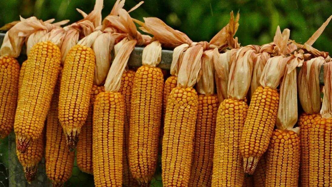 Кукуруза доле. Урожай кукурузы. Экспорт кукурузы. Самая высокая кукуруза в мире. Кукуруза в Африке.