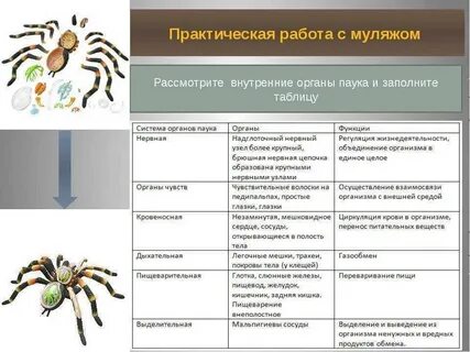 Класс паукообразные системы