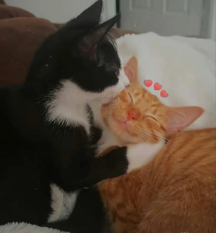 Милые котята любовь. Кошка моя любовь. Кошки любовь. Кошка ласкается. Кошачья любовь.