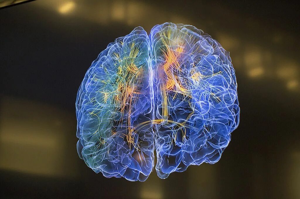 Brain project. Нейроны мозга игрушка. Мозг из стекла. Человеческий мозг лаборатория.