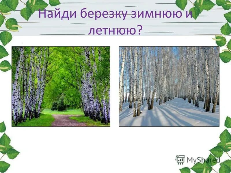 берёза повислая, или бородавчатая. березовая роща береза повислая. береза есенина в константиново. где находится березка. березовый лес туймазы.