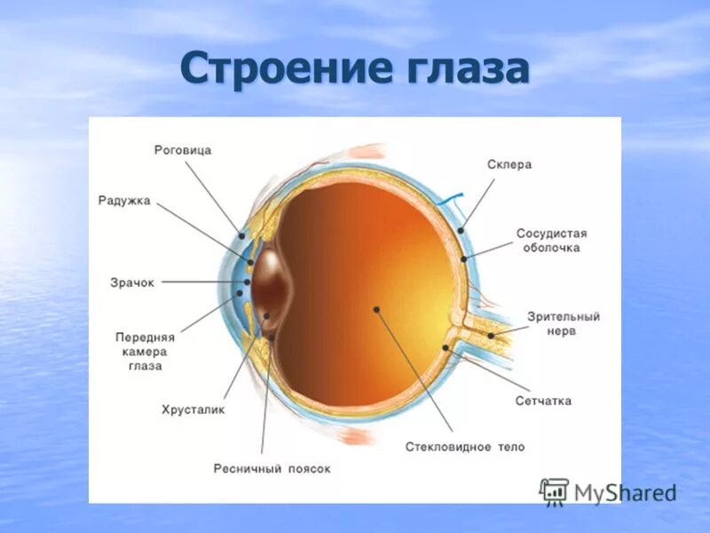 Строение глаза задание