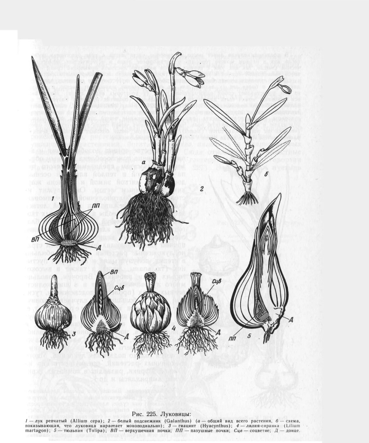 Видоизмененные корни луковица тюльпана. Лук репчатый строение луковицы.