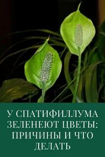 Почему зеленеют цветы