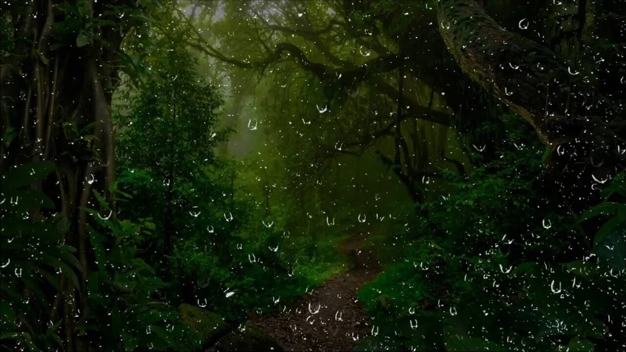 Звуки дождя в лесу. Дождь в осеннем лесу. Falling rain in forest. Шум дождя и раскаты грома. Березы россии.