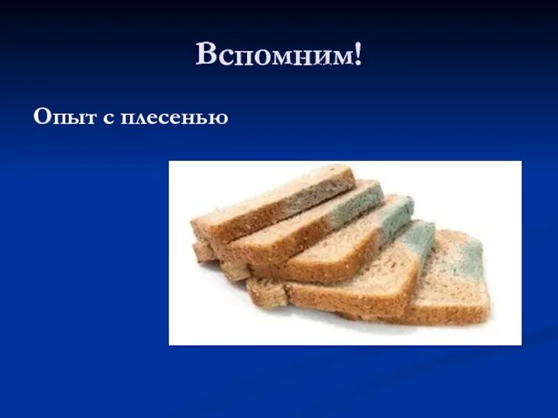 Плесень исследовательская. Опыт плесень на хлебе биология 5. Образование плесени опыт 2 класс. Опыт образование плесени на хлебе 2 класс окружающий мир. Опыт с хлебом и плесенью 5 класс биология.