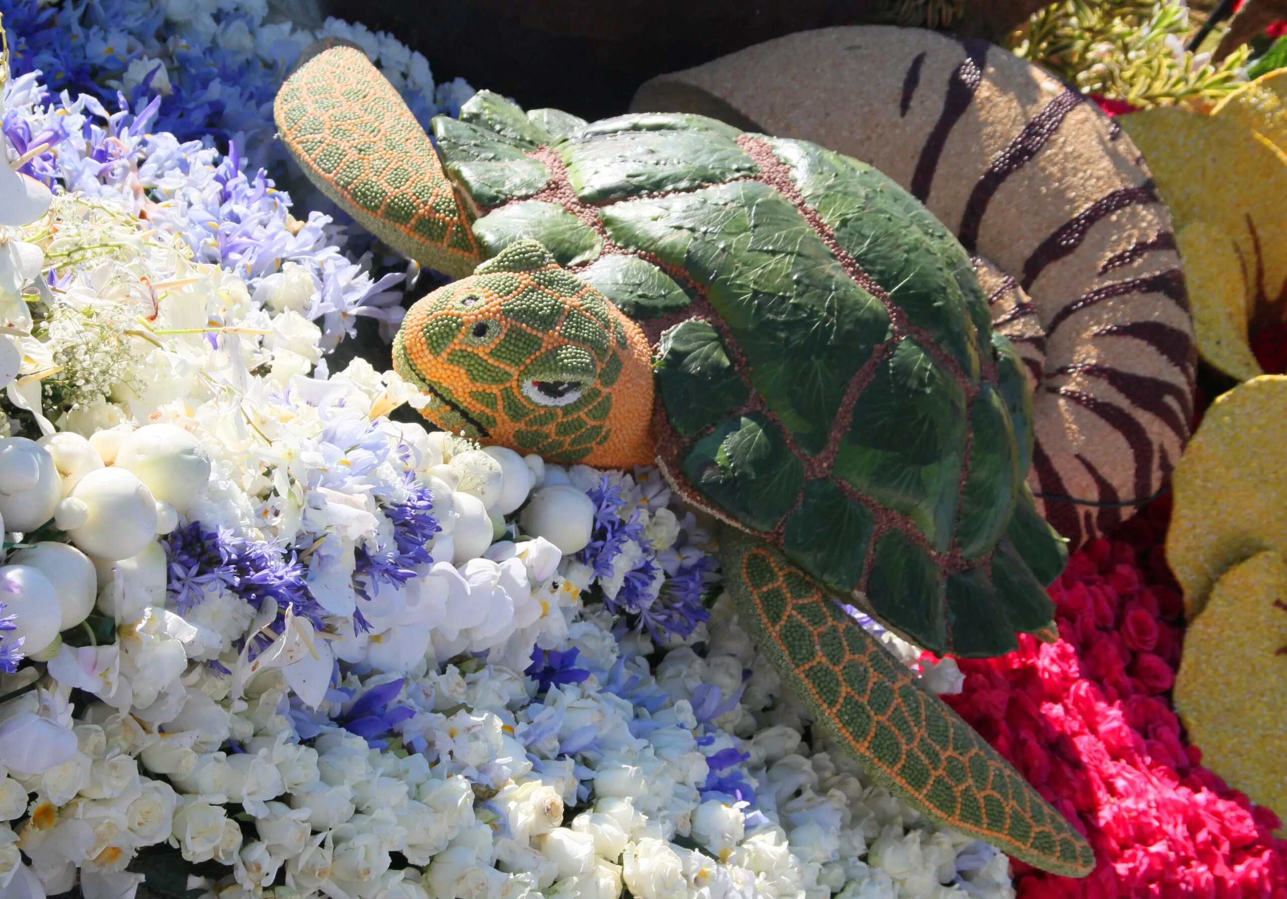 Черепаха с розой. Роза туртл фото. Turtle rose. Turtle rose. Галапагосские острова черепахи.