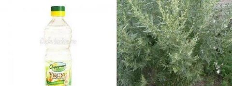 Полынь от клопов