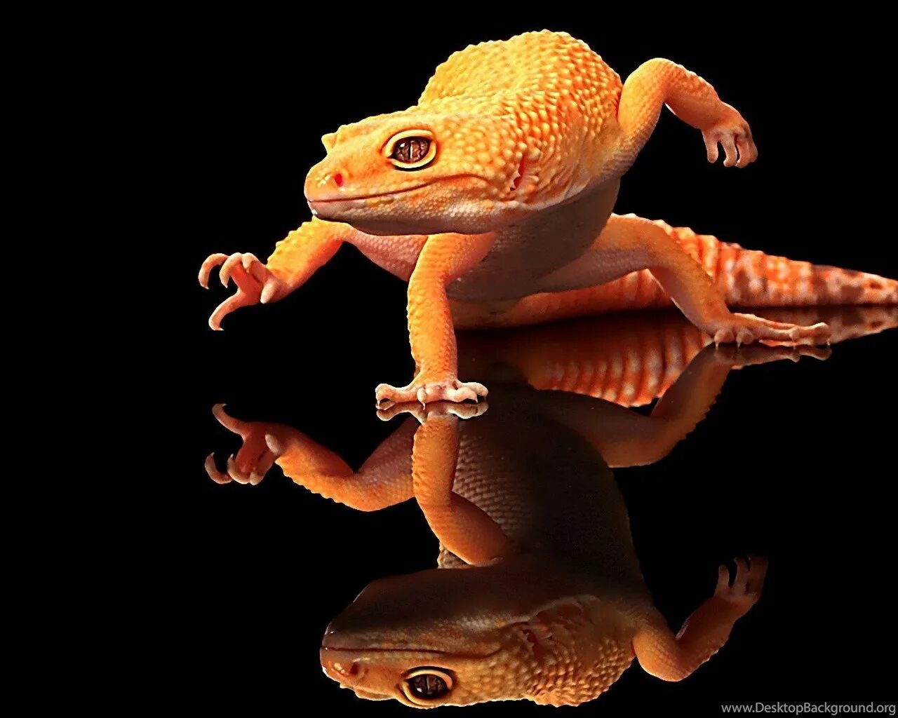 Ящерица эублефар. Геккон улыбается. Танцующий геккон.