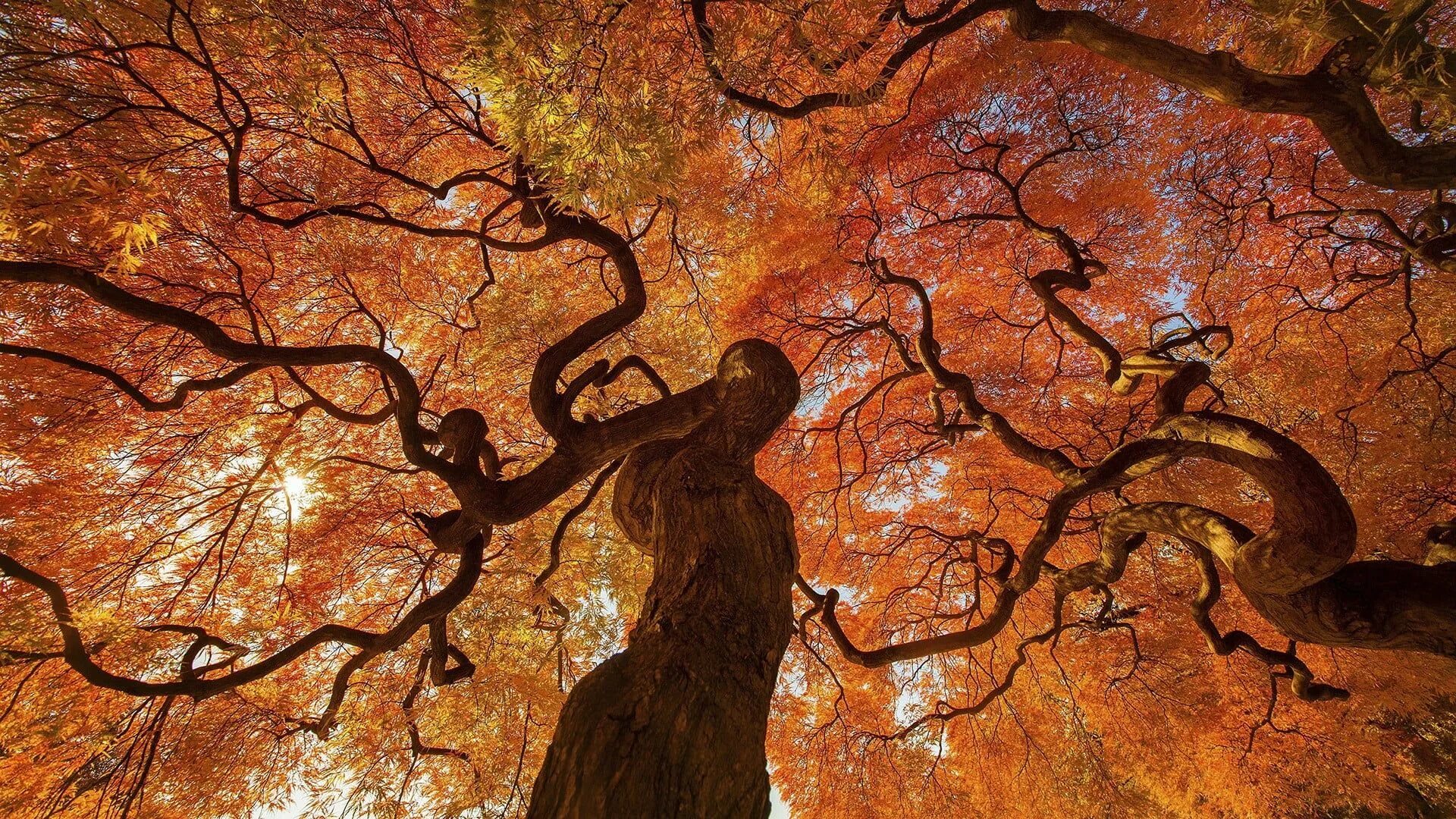 Tree fall