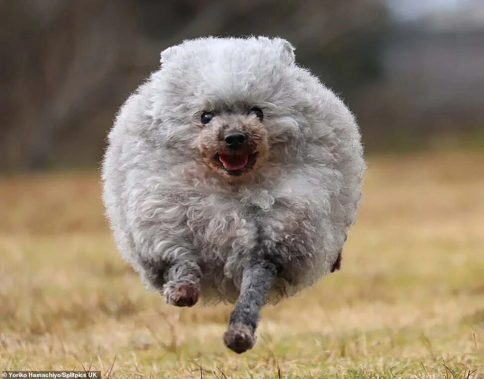 Самая пушистая собака в мире. Необычные овцы. Овца похожа на. Овечка породы керли. Бедлингтон терьер голубой.