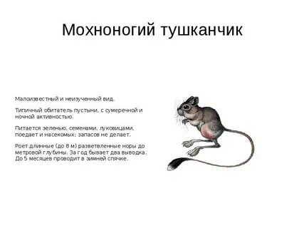 Волгоградская красная книга животные