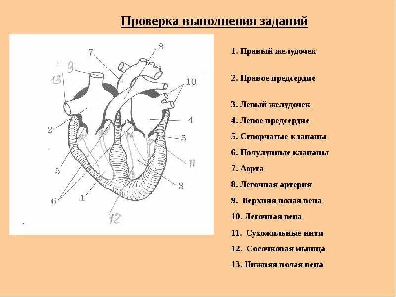 Обозначьте рисунок строение сердца. Желудочки и предсердия сердца схема. Сердце желудочки и предсердия клапаны. Сердце схема строения предсердия и желудочки. Левый желудочек сердца схема.