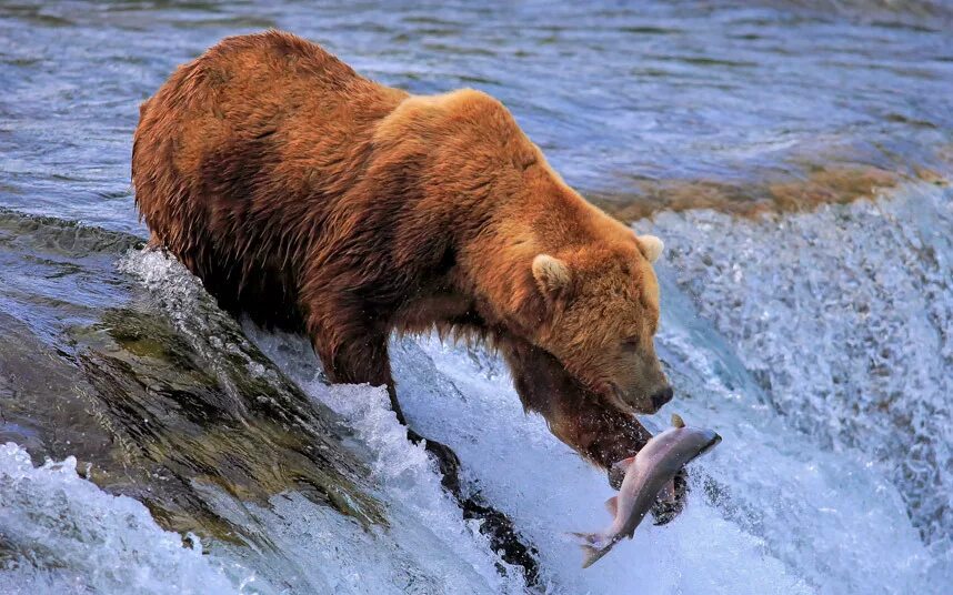 Животные оби. Медведь Гризли охотится. Бурый медведь на Аляске. Медведь Гризли с рыбой. Бурый медведь с рыбой.