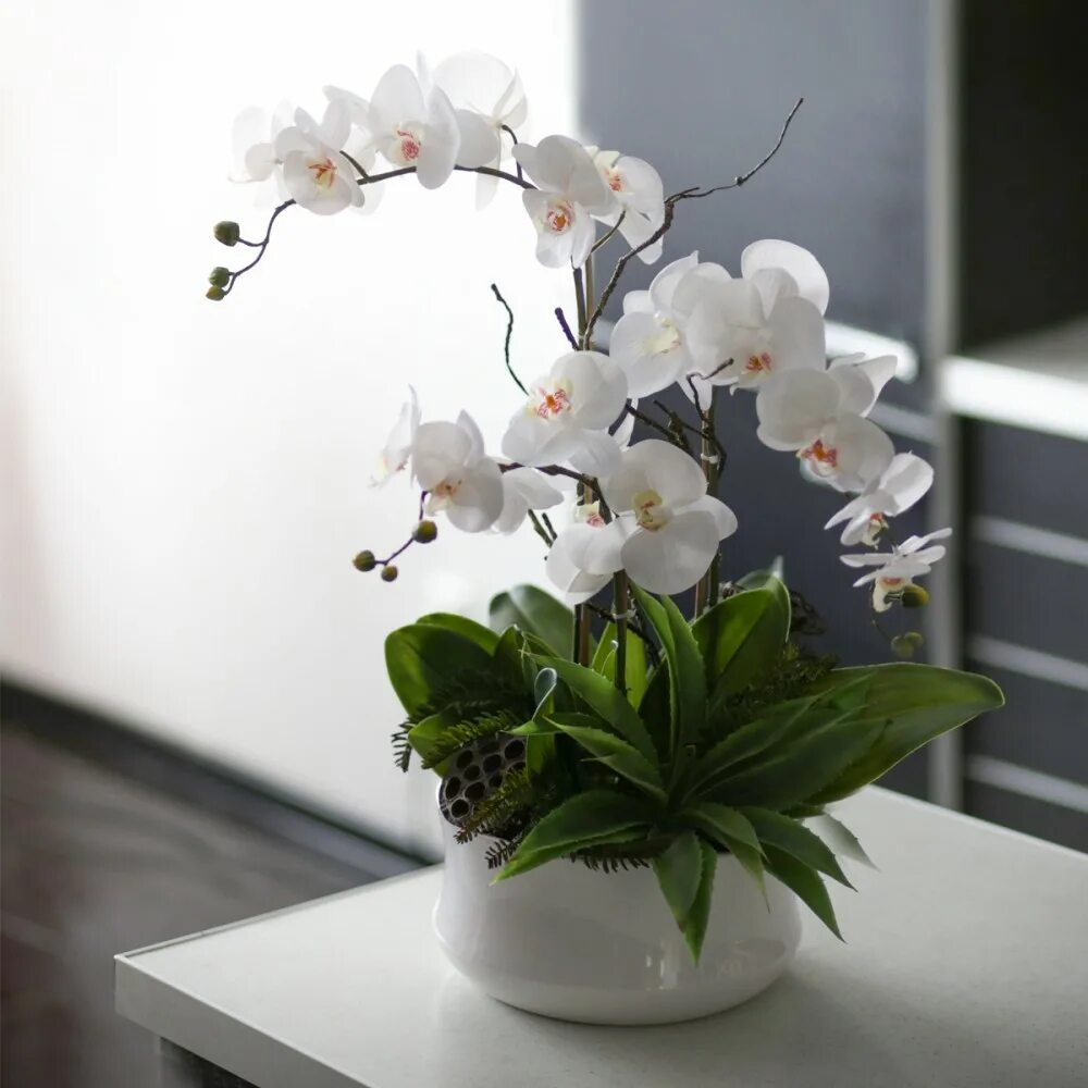 Орхидея живая цветок. Композиции с орхидеей фаленопсис. Королевский белый фаленопсис. Фаленопсис Орхидея живые. Орхидея фаленопсис в горшке.