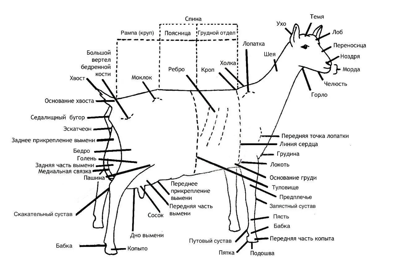 Лимфатические узлы козы схема. Коза строение тела. Лимфатические узлы овцы схема. Строение мышц козы.