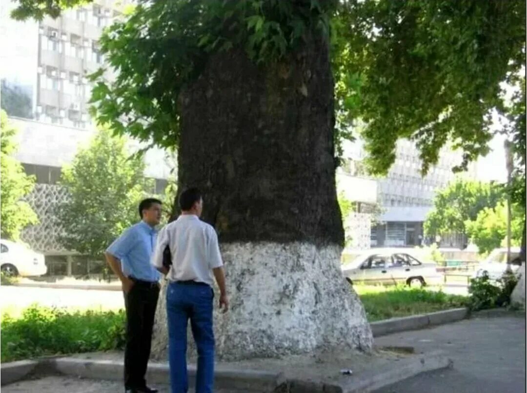 Платан в Ташкенте. Деревья Платан в Ташкенте. Сквер Ташкент Чинары.