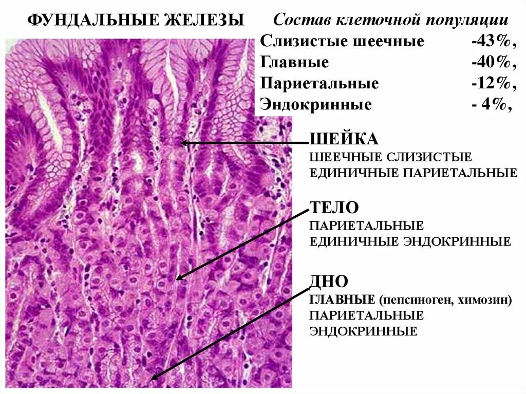 Железы желудка строение. Строение фундальной железы гистология. Фундальные железы желудка препарат. Фундальные железы желудка гистология. Строение железы желудка гистология.