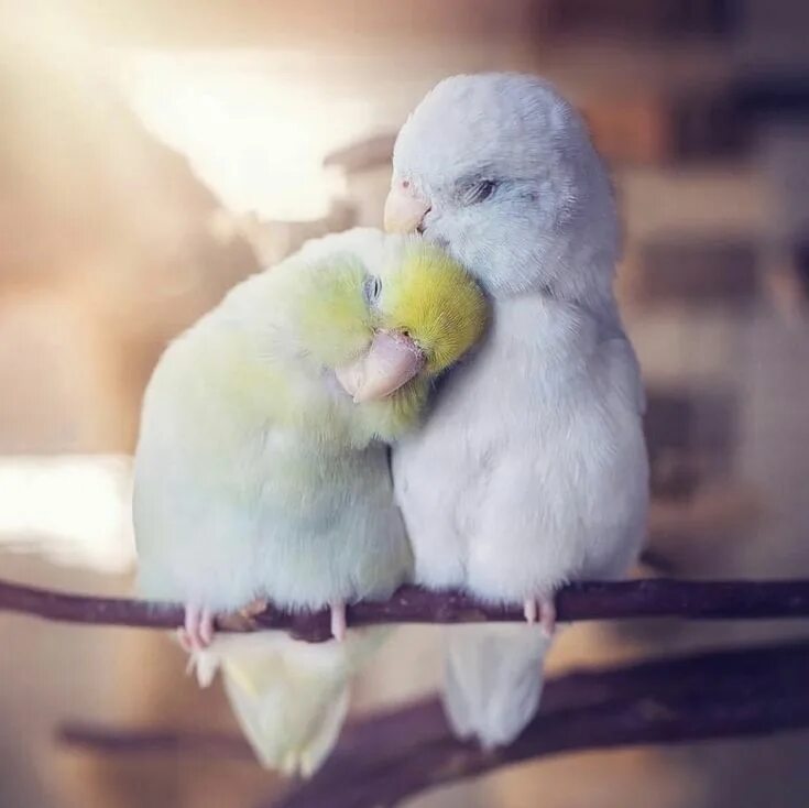 I love birds. Неразлучники попугаи. Милые попугайчики неразлучники. Попугаи неразлучники Какаду. Птенцы неразлучников.